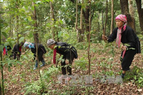 Phát huy hiệu quả tổ bảo vệ rừng thôn bản ảnh 1